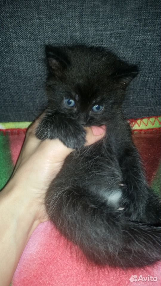 Отдам в добрые руки котенка