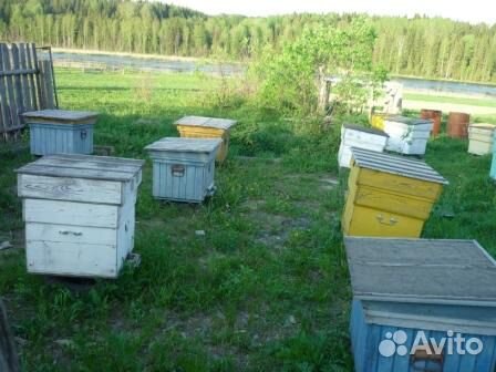 Пчелосемьи продаются купить на Зозу.ру - фотография № 2