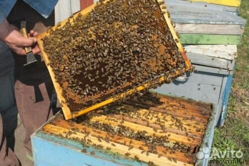 Пчелы, плодные матки купить на Зозу.ру - фотография № 2