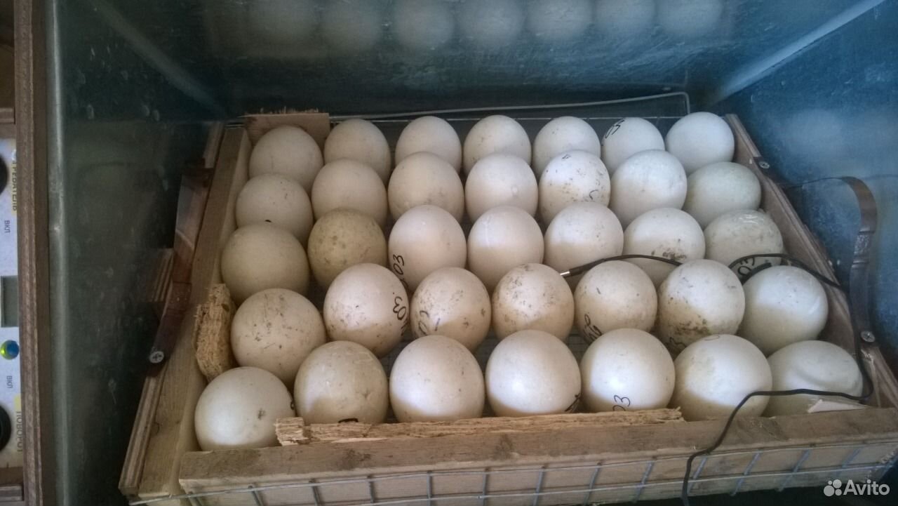 Купить мускусных яйца инкубационные яйца