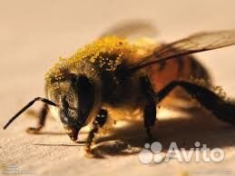 Продам пчел, пасеку, ульи, пчелосемьи купить на Зозу.ру - фотография № 7
