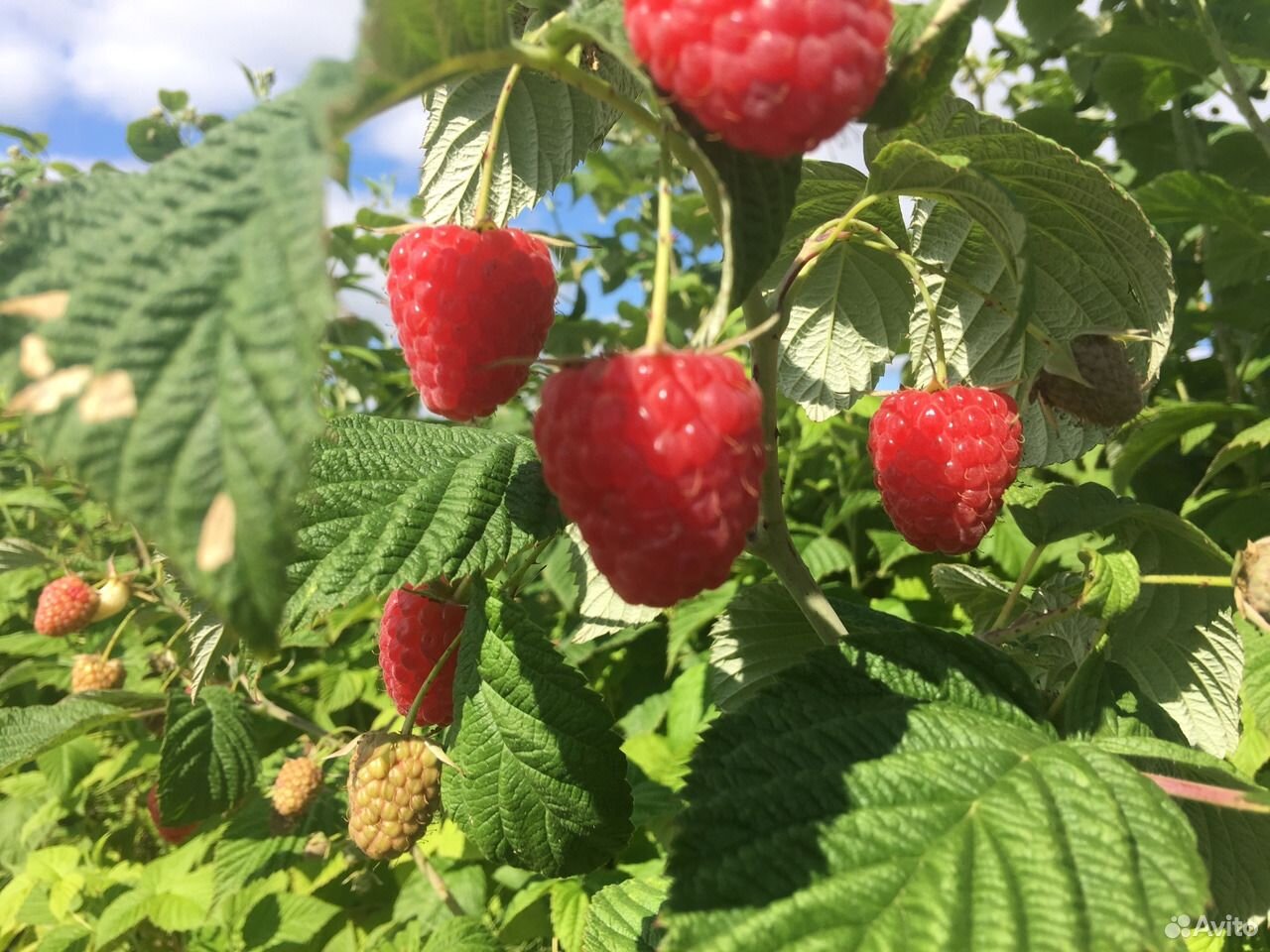 Малина бизнес план