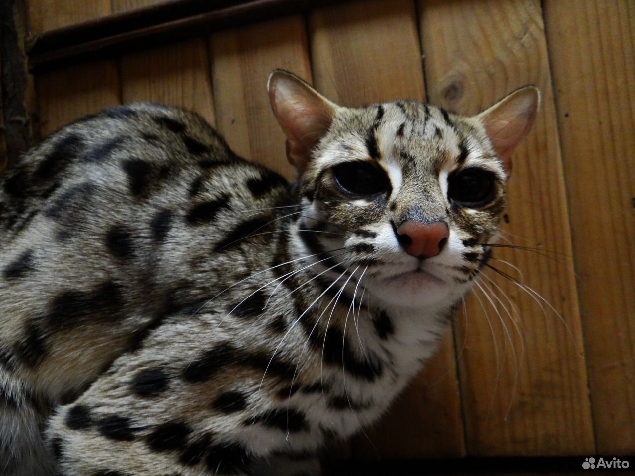 Азиатская Кошка Фото
