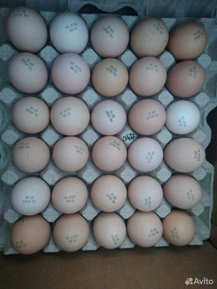 Купить бройлерные инкубационные яйца. Инкубационное яйцо Росс 308. Яйца инкубационное cz8000. Инкубационное яйцо бройлера Росс 308. Cz 1935 инкубационное яйцо.