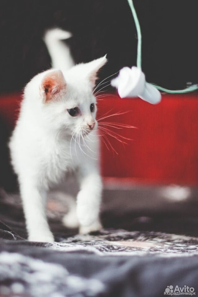 Белоснежные котята - плюшевые мальчики купить на Зозу.ру - фотография № 5