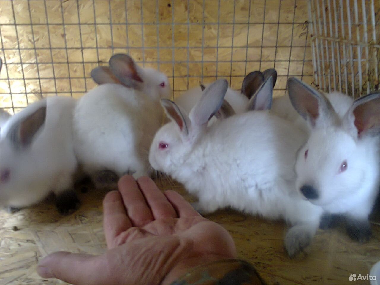 Калифорнийские кролики купить на Зозу.ру - фотография № 9