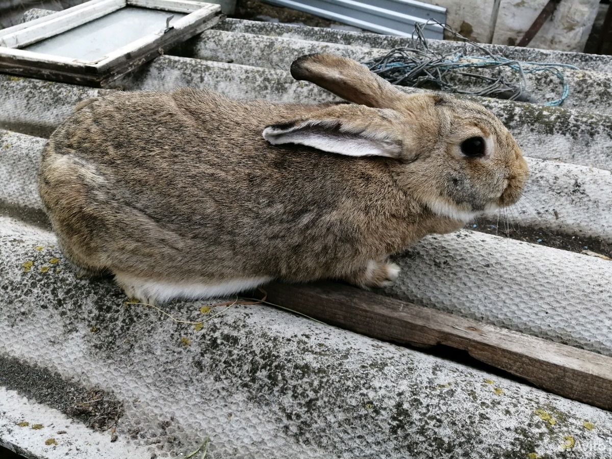Кролики живут на улице. Продажа живых Зайцев. Сколько стоят живые маленькие кролики. Сколько стоит кролик живой. Кролик купить живой.