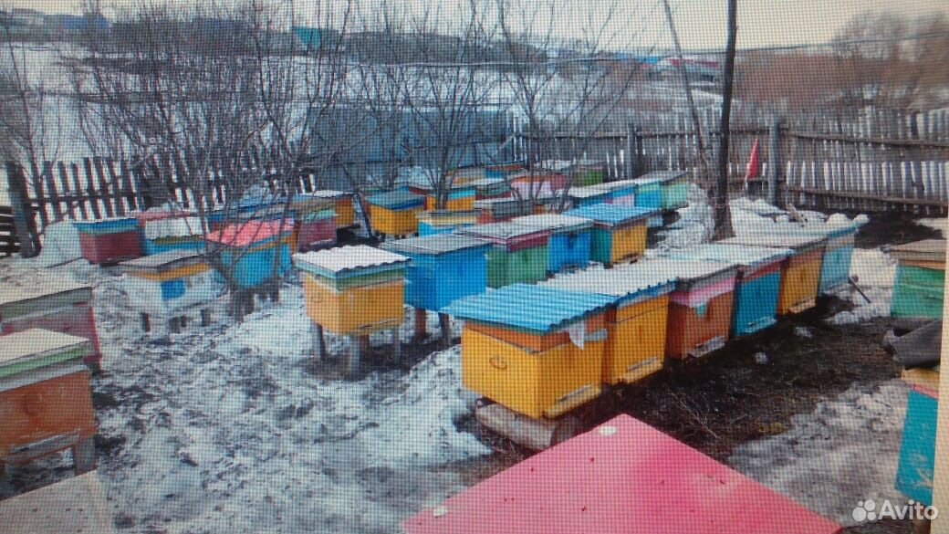 Пчеломатки купить на Зозу.ру - фотография № 7