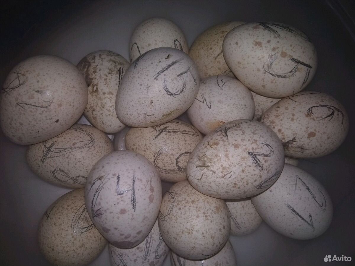 Индюшинные яйца для инкубаторах купить на Зозу.ру - фотография № 2