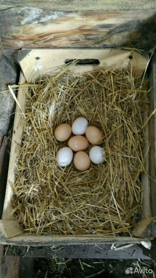 Куриные деревенские яйца купить на Зозу.ру - фотография № 1