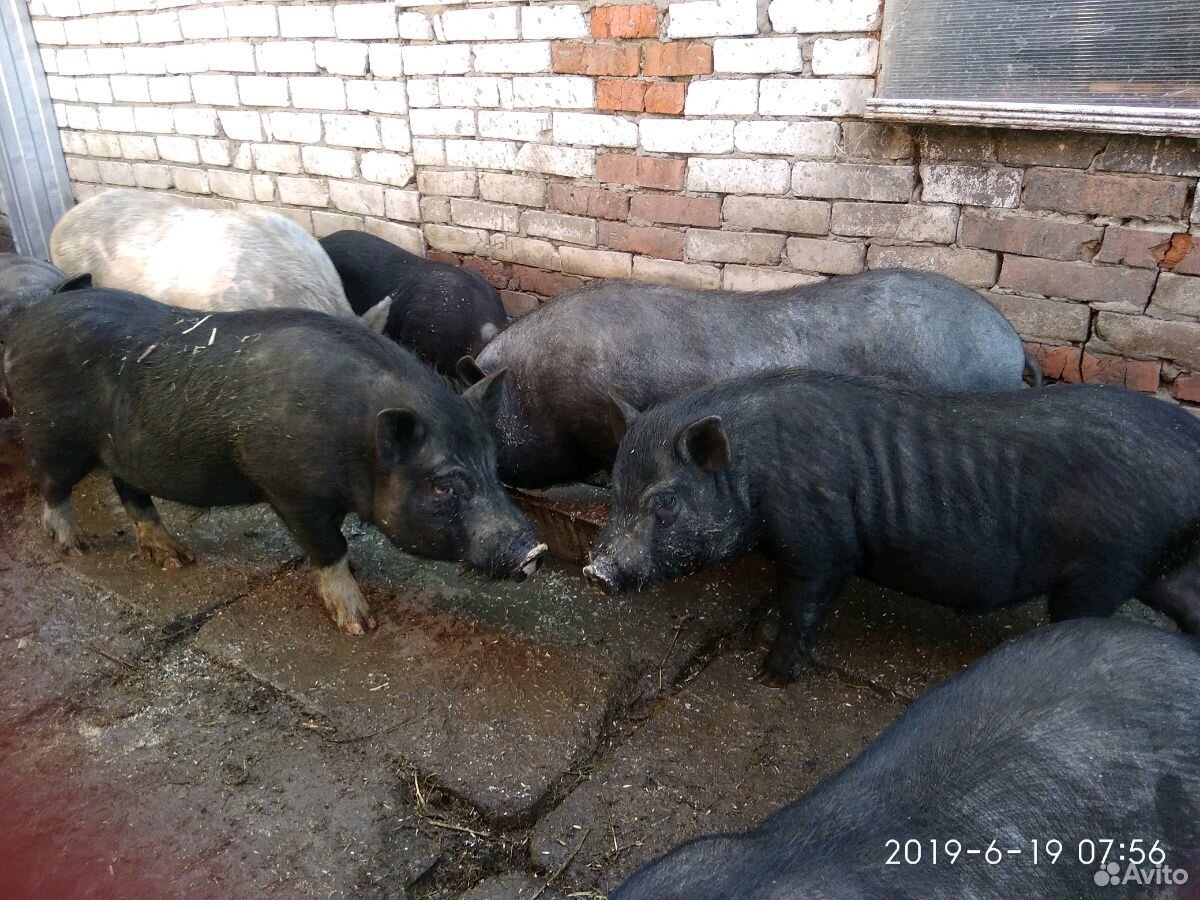 Супоросные свинки и хрячки на племя купить на Зозу.ру - фотография № 4