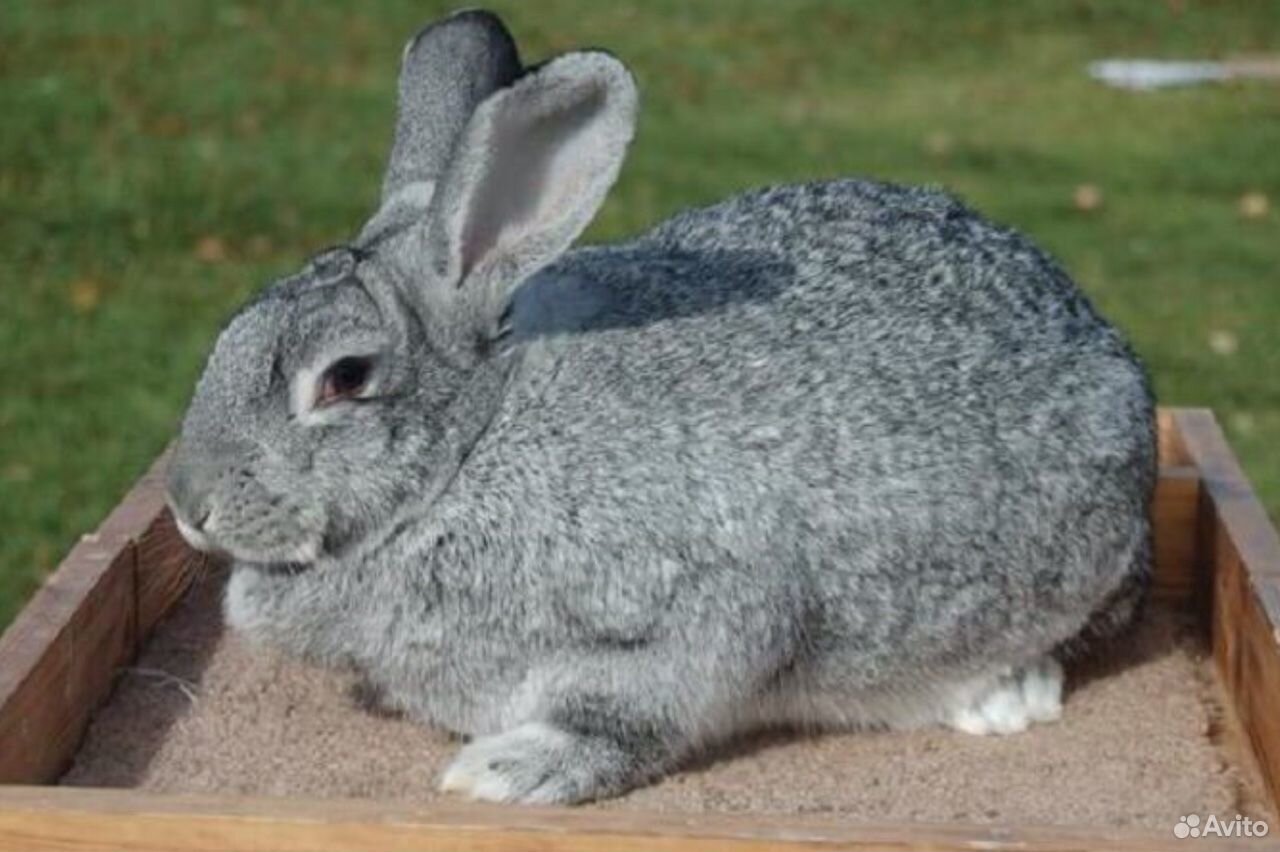 Советская шиншилла порода кроликов