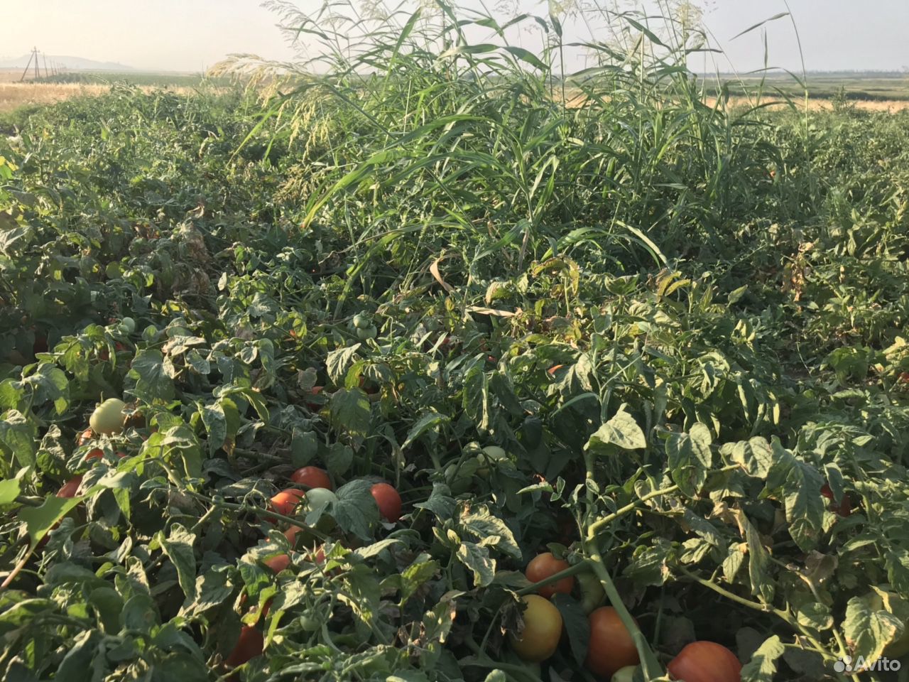 Круглые помидоры сорт «лоджейн» Оптом купить на Зозу.ру - фотография № 4