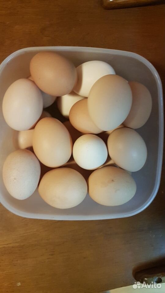 Яйцо тульское купить. Яйца Брама. Яйцо инкубационное разных пород. Инкубационное яйцо много. Инкубационное яйцо фото.