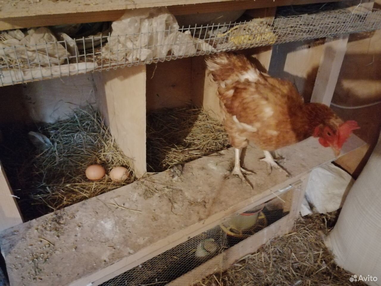 Яйцо перепелиное и куриное, козье молоко и сыр купить на Зозу.ру - фотография № 2