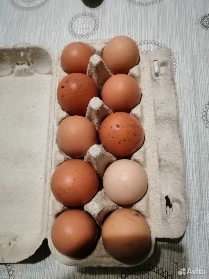 Продам Яйца от домашней птицы купить на Зозу.ру - фотография № 1