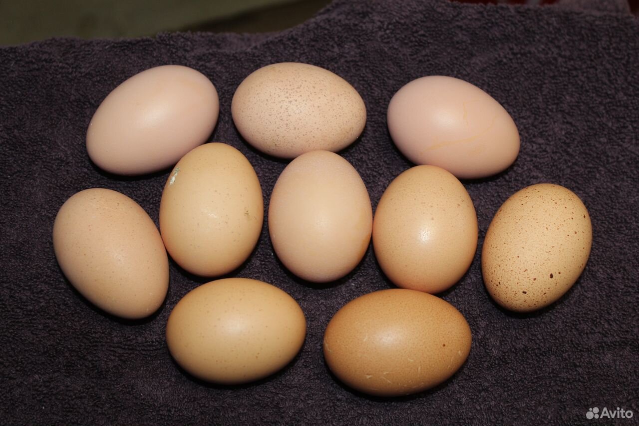 Инкубационные яйца Билефельдеров купить на Зозу.ру - фотография № 2