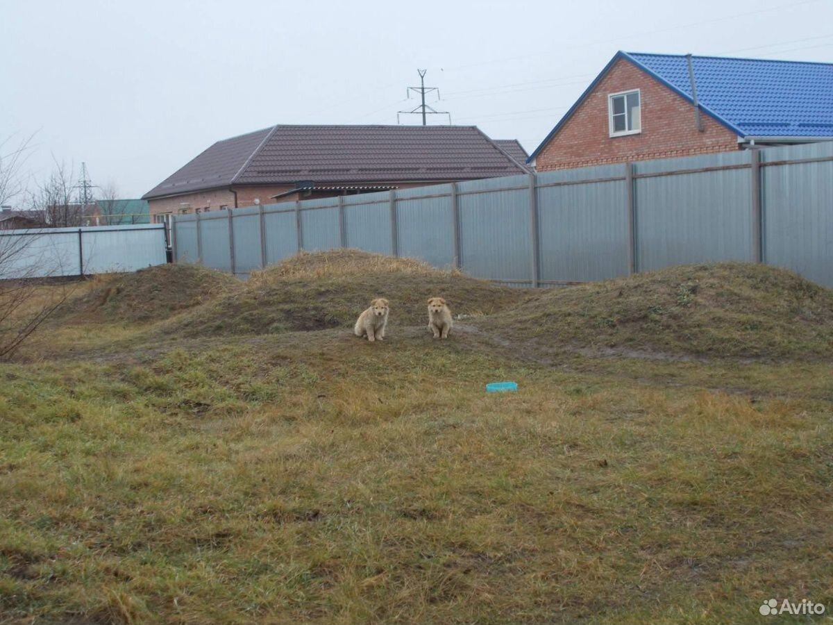 Животные сальске. Собаки в Ростовской области Сальск.