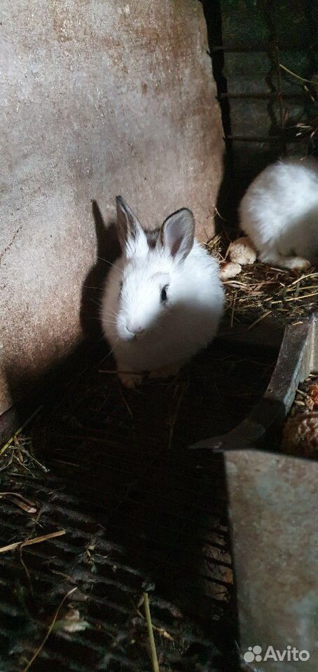 Крольчата, кролики купить на Зозу.ру - фотография № 6