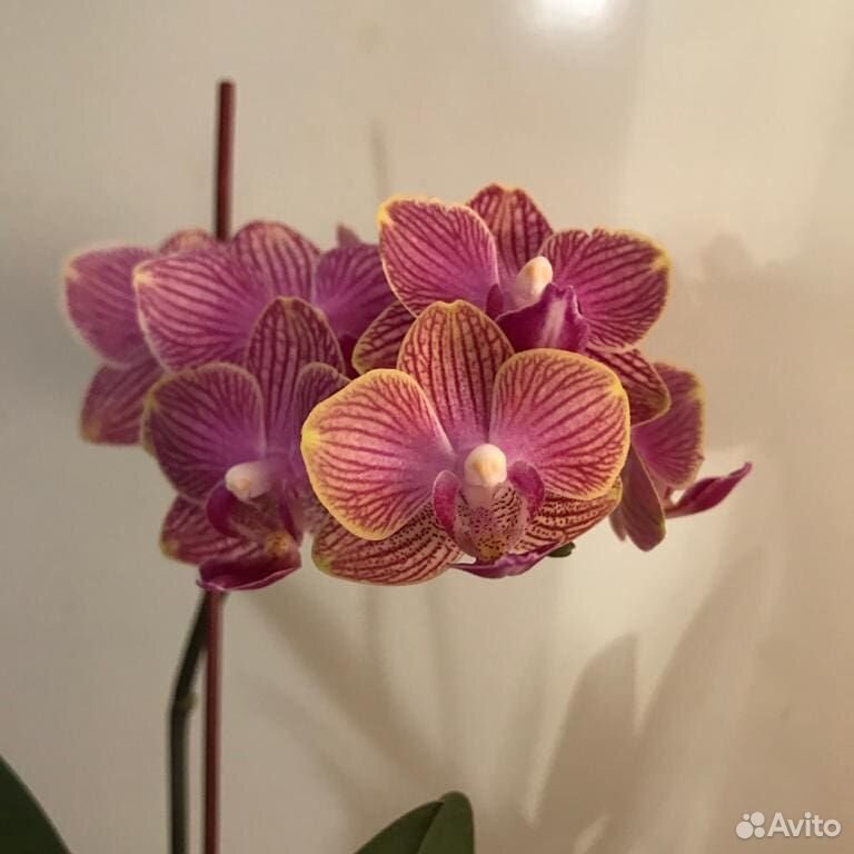 Орхидея фаленопсис на заказ купить на Зозу.ру - фотография № 5