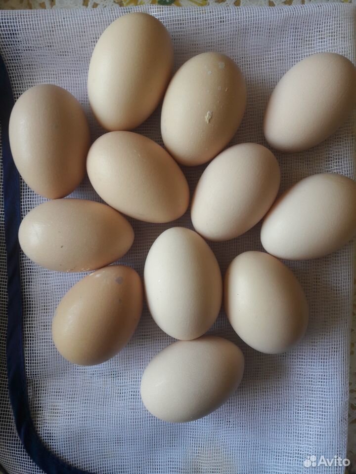 Инкубационное яйцо породных кур купить на Зозу.ру - фотография № 10