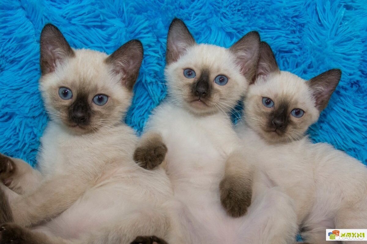 Чистокровные тайские котята купить на Зозу.ру - фотография № 3