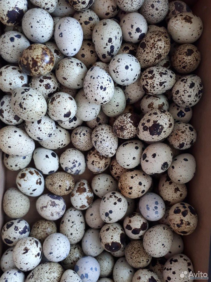 Домашние яйцо купить на Зозу.ру - фотография № 5