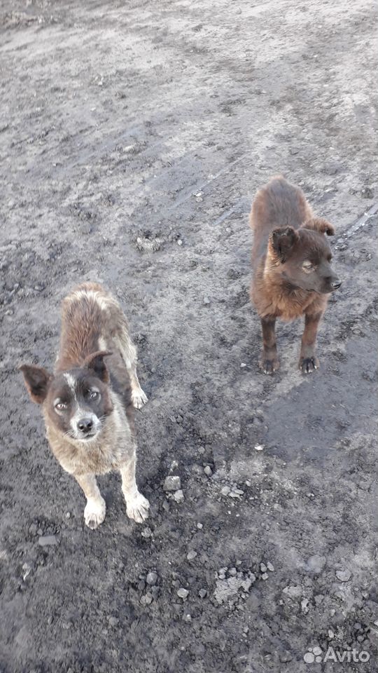 Пристраиваются два щенка собака привела на рабочее купить на Зозу.ру - фотография № 1