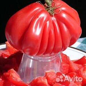 Рассада томатов купить на Зозу.ру - фотография № 1