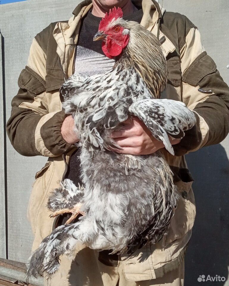 Брама инкубационные яйцо, цыплята, семьи купить на Зозу.ру - фотография № 2