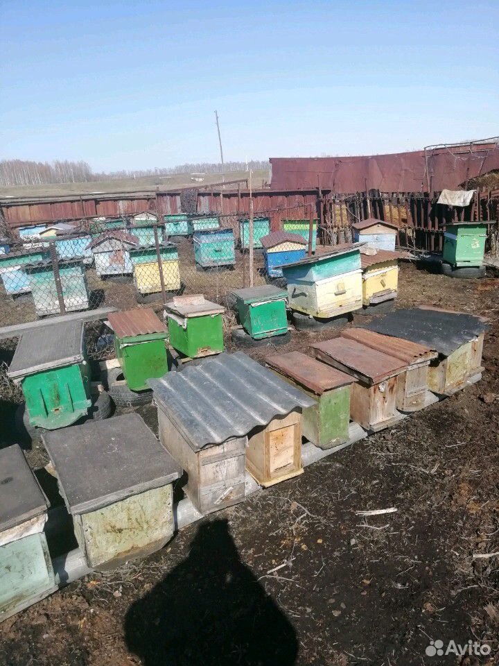 Продам пчёл на высодку купить на Зозу.ру - фотография № 1