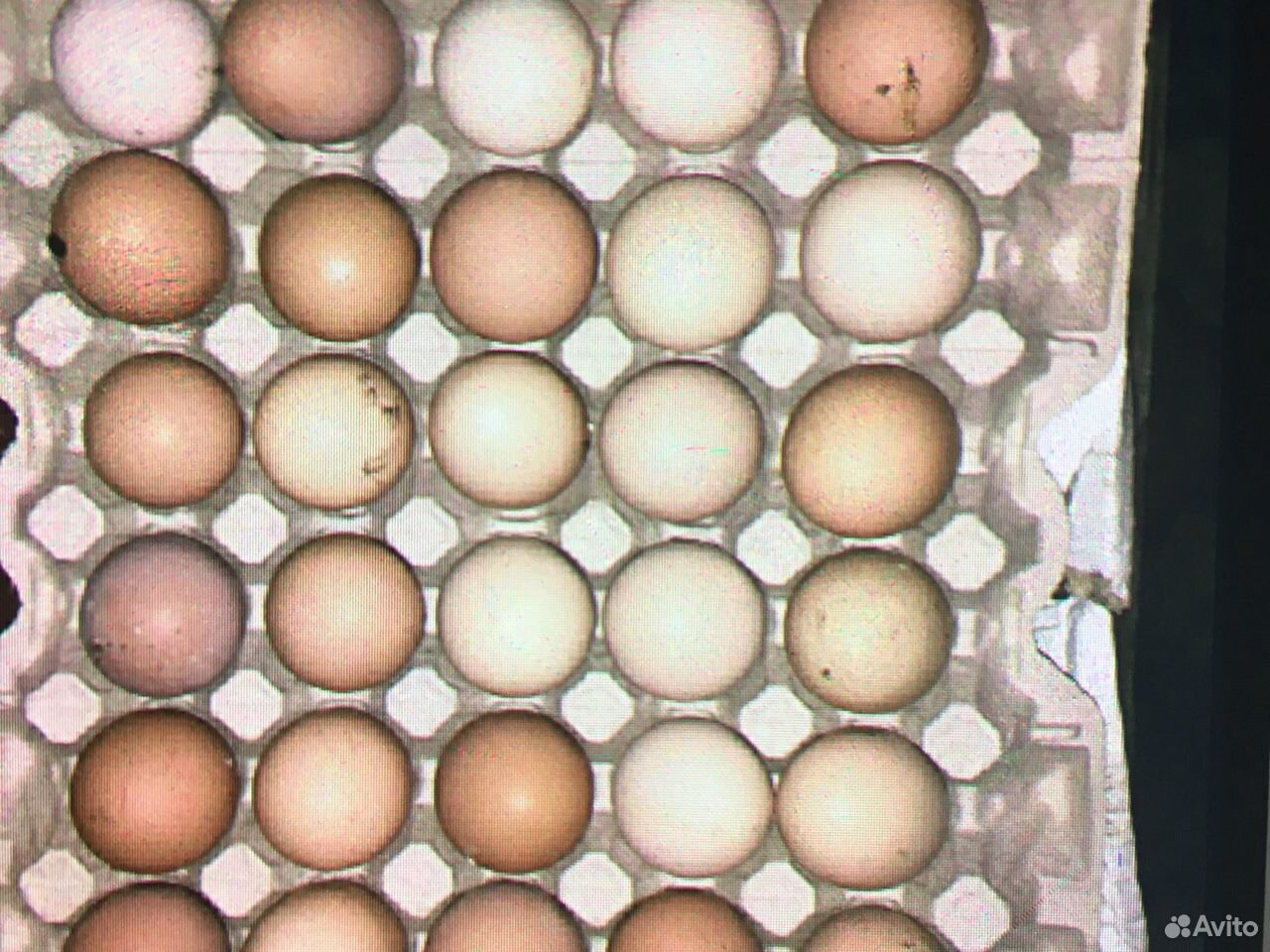 Яйца Домашние купить на Зозу.ру - фотография № 1