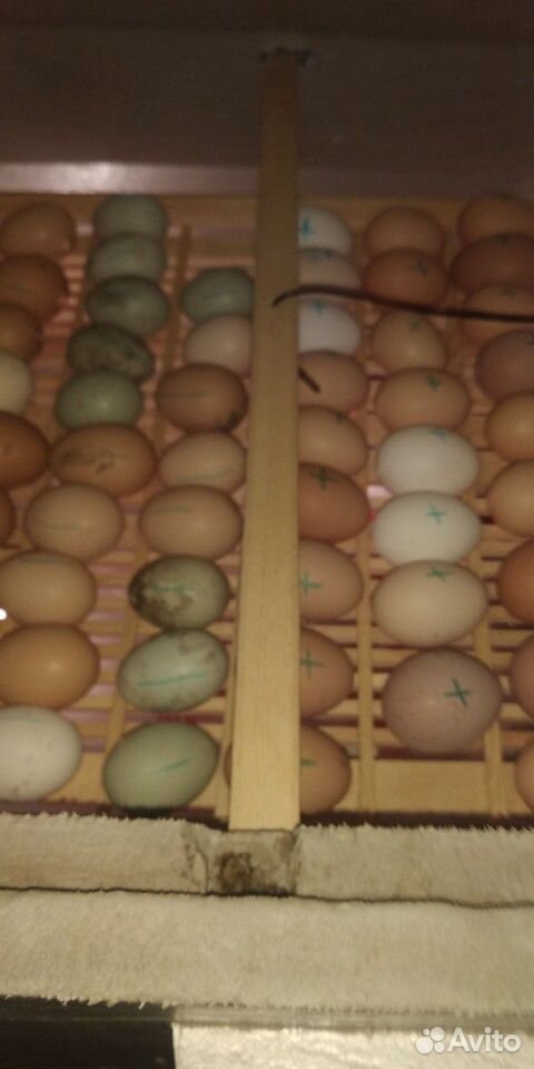 Домашние яйца. Инкубационные яйца купить на Зозу.ру - фотография № 2