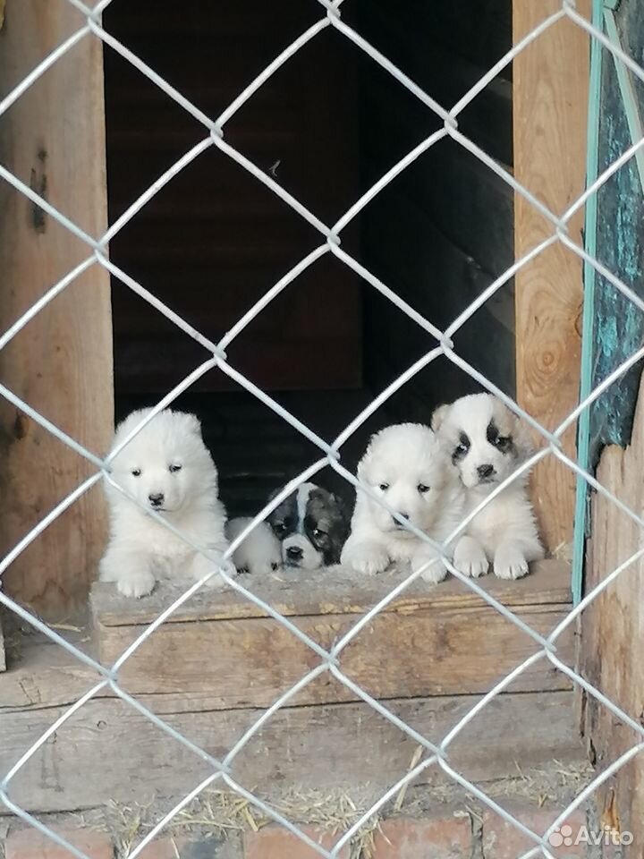 Продаются 7 щенков купить на Зозу.ру - фотография № 5
