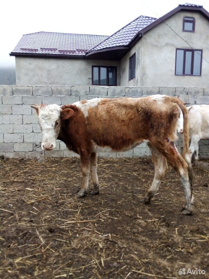 Бычки,корова,тёлки купить на Зозу.ру - фотография № 7