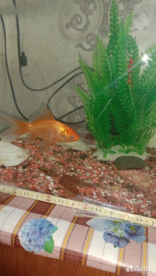 Рыбка золотая аквариумная купить на Зозу.ру - фотография № 5