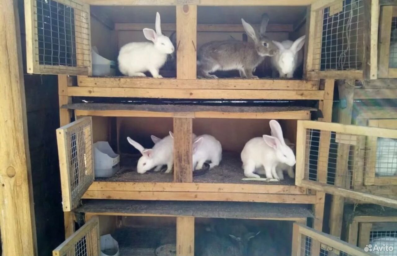 Кролики живут на ферме. Крольчатник вольерный. Клетка для кроликов. Клетки для домашних кроликов.