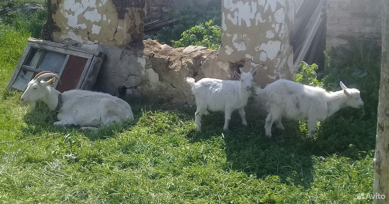 Продаются в селе Бешпагир дойные козы с козлятами купить на Зозу.ру - фотография № 3