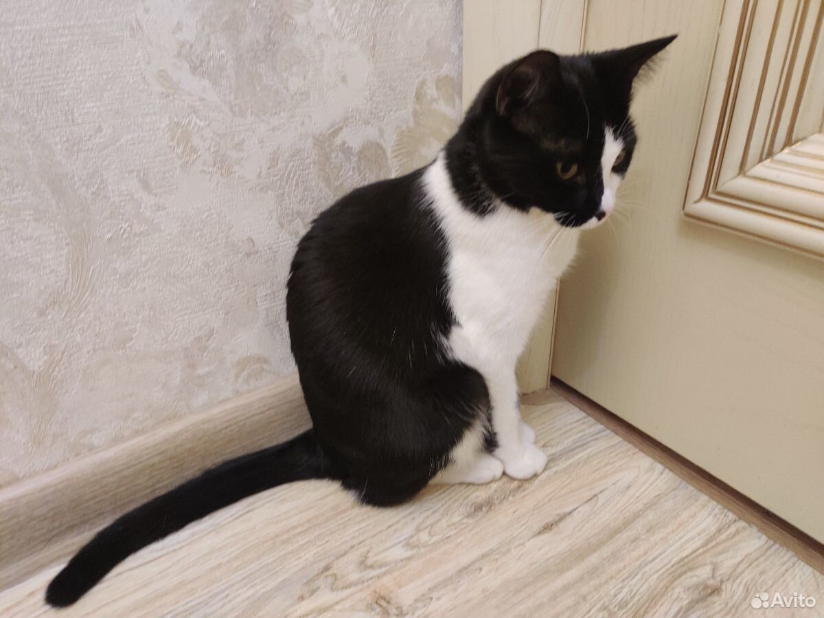 Кошка Белка купить на Зозу.ру - фотография № 1