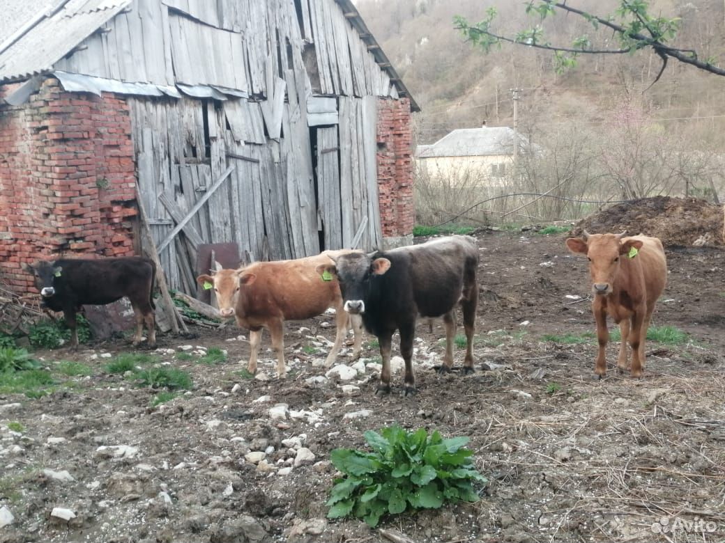 Продам коров, бычков, телят, баранов купить на Зозу.ру - фотография № 1