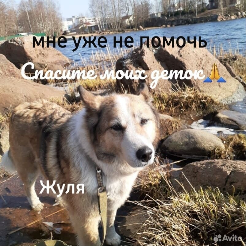 Собака Лаечка в добрые руки купить на Зозу.ру - фотография № 7