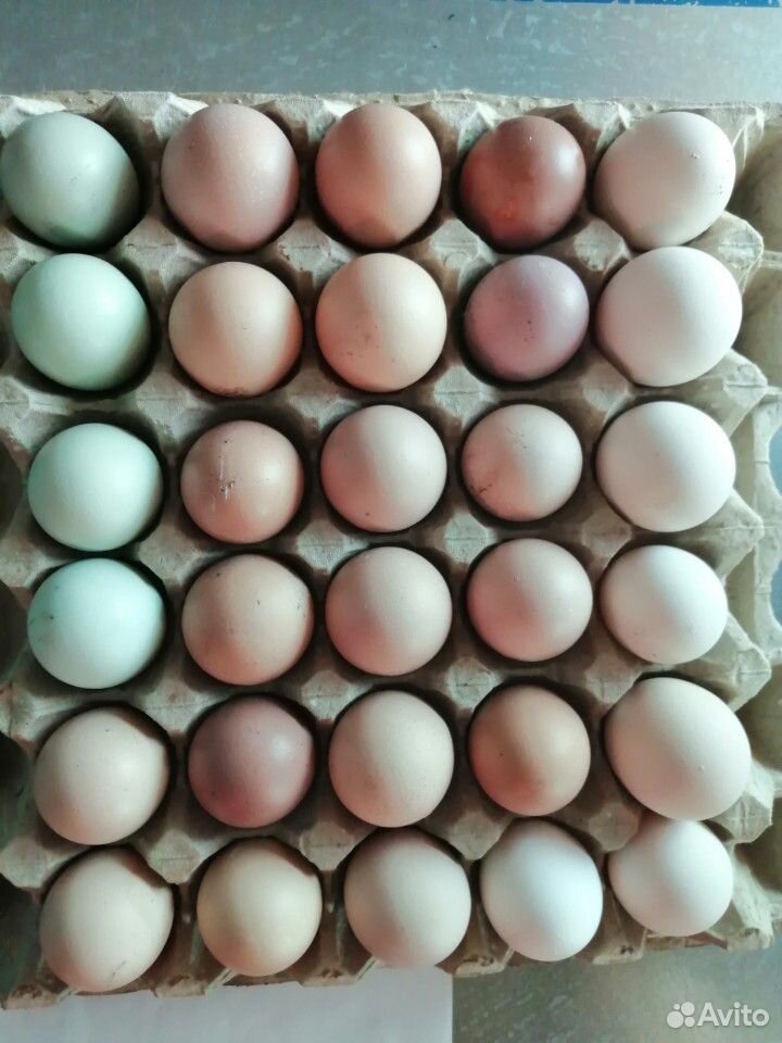 Продажа инкубационного яйца, цыплят, петухов купить на Зозу.ру - фотография № 3