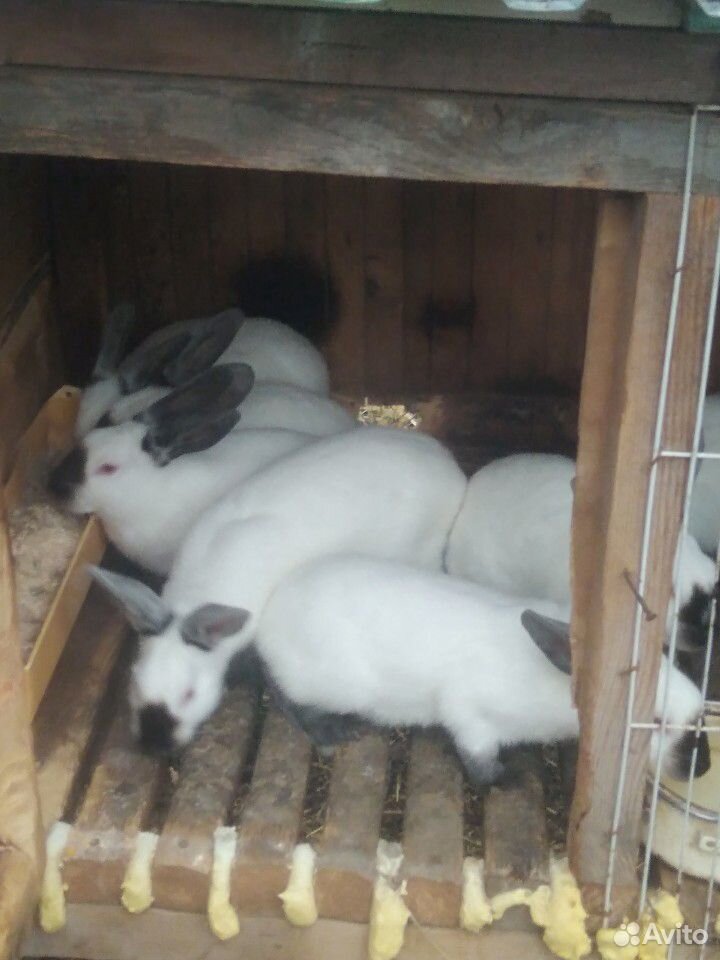 Кролики калифорния купить на Зозу.ру - фотография № 1