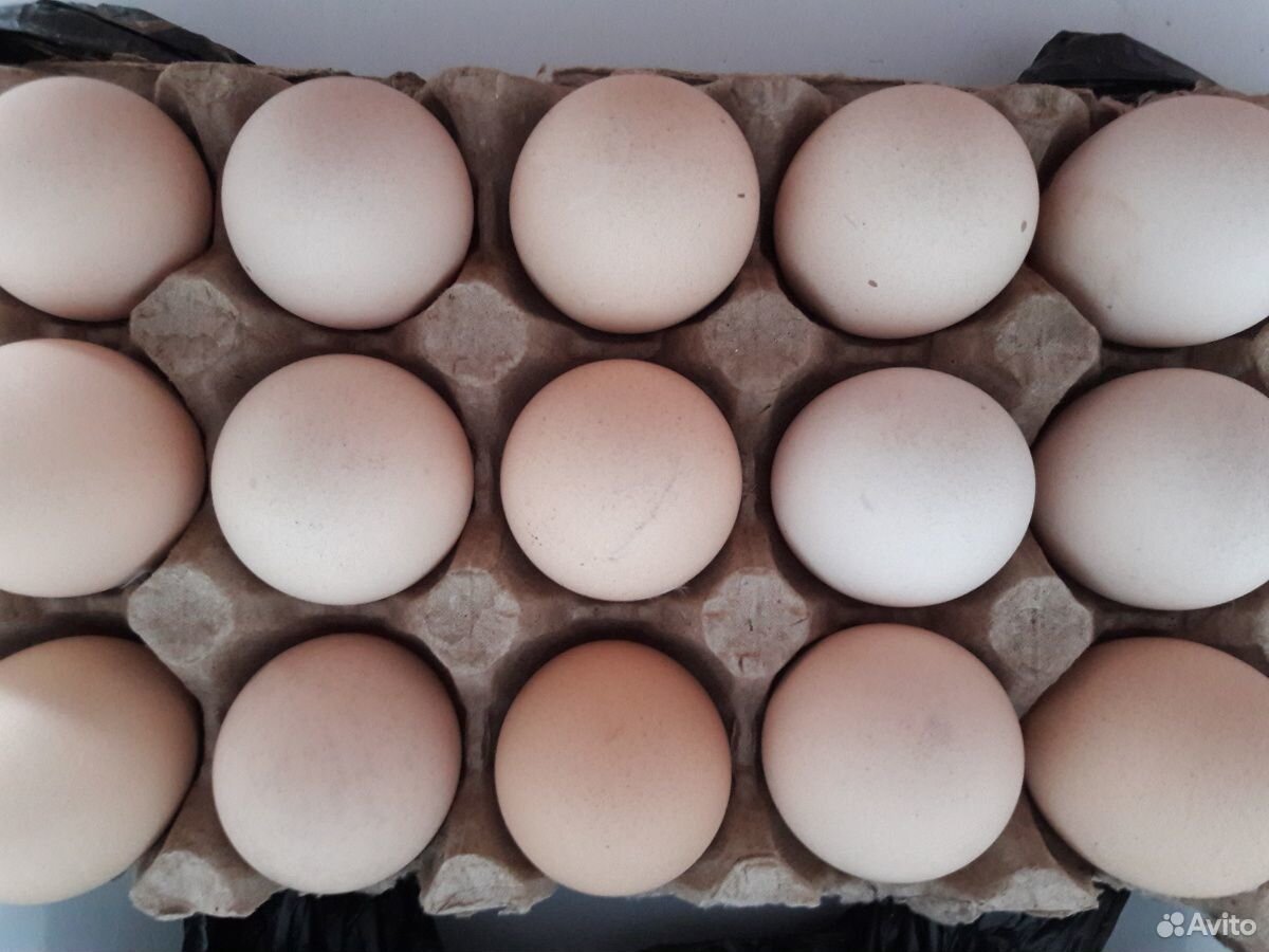 Яйца Колумбийской брамы на инкубацию купить на Зозу.ру - фотография № 3