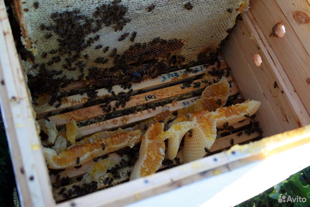 Краинка пчелы купить на Зозу.ру - фотография № 1