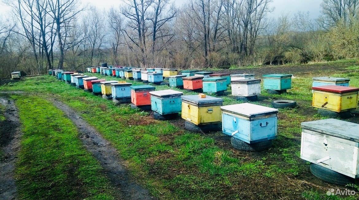 Продажа пчелосемей в Башкортостане. Купить пчел в башкирии