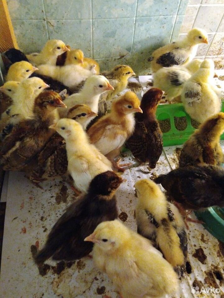 Продам цыплят домашние несушки купить на Зозу.ру - фотография № 2