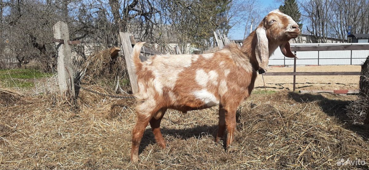 Нубийская коза и луннопятнистый козел купить на Зозу.ру - фотография № 1