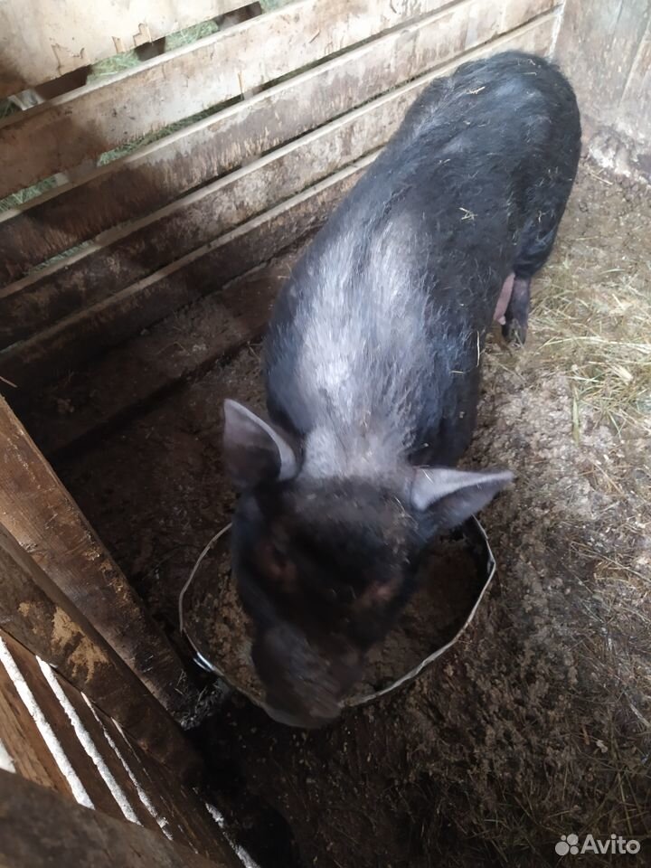 Вьетнамские свиньи, козлята купить на Зозу.ру - фотография № 2