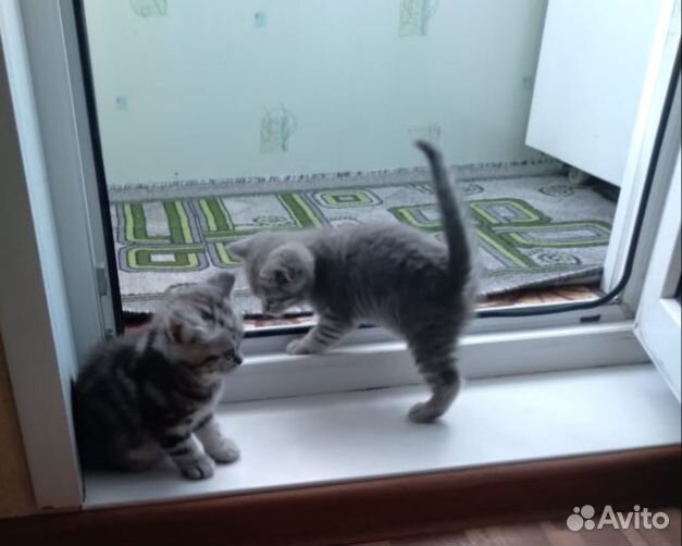 Котята ищут себе новых хозяев купить на Зозу.ру - фотография № 2